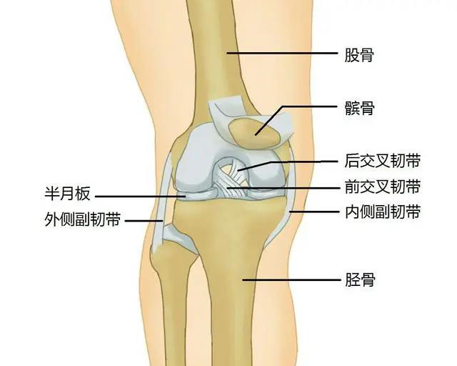 全膝关节置换术后康复注意事项1.jpg 全膝关节置换术后康复注意事项1.jpg